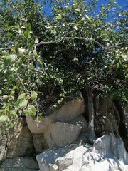 Sarcomphalus amole
