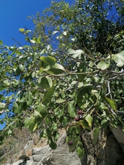 Sarcomphalus amole