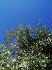 Sarcomphalus amole