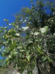 Sarcomphalus amole