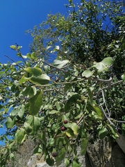 Sarcomphalus amole