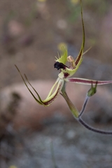 Caladenia attingens