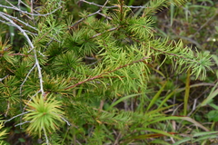 Larix gmelinii