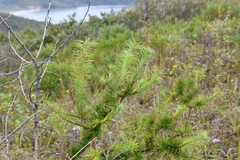 Larix gmelinii