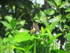 Donacobius atricapilla