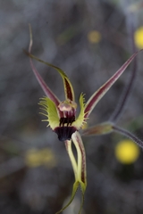 Caladenia attingens