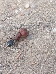 Trichomyrmex criniceps