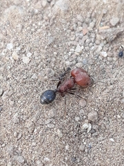 Trichomyrmex criniceps