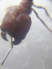 Trichomyrmex criniceps