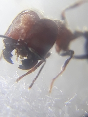 Trichomyrmex criniceps