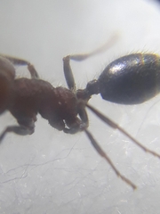 Trichomyrmex criniceps