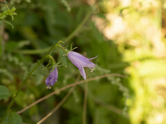 Adenophora polyantha scabricalyx