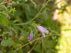 Adenophora polyantha scabricalyx