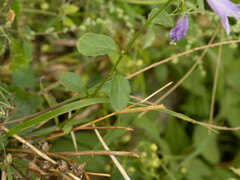 Adenophora polyantha scabricalyx