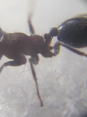 Trichomyrmex criniceps