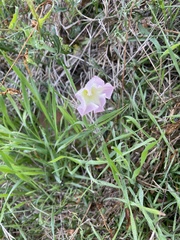 Calystegia macrostegia