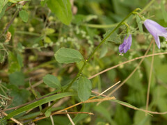 Adenophora polyantha scabricalyx