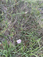 Calystegia macrostegia