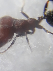 Trichomyrmex criniceps