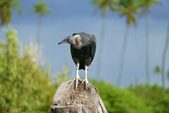 Coragyps atratus