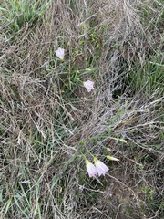 Calystegia macrostegia