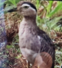 Burhinus bistriatus