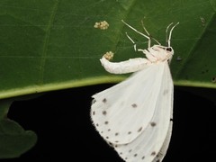 Naxa textilis
