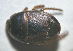 Microporus nigrita