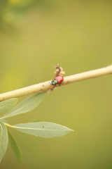 Chrysomela populi