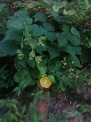 Abutilon bracteosum