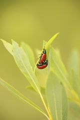 Chrysomela populi