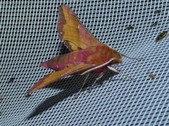 Deilephila porcellus