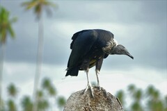 Coragyps atratus