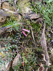 Epacris reclinata
