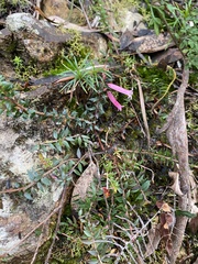Epacris reclinata