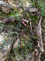 Epacris reclinata
