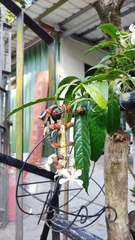 Clerodendrum laevifolium