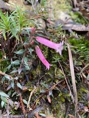 Epacris reclinata