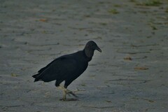 Coragyps atratus