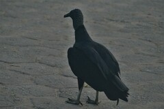 Coragyps atratus