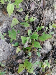 Aristolochia nelsonii