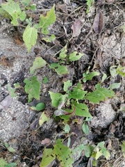 Aristolochia nelsonii