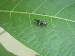 Cyphomyia