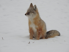 Vulpes corsac