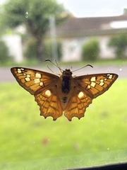 Myscelus amystis