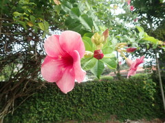 Allamanda blanchetii