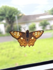 Myscelus amystis