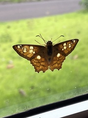 Myscelus amystis