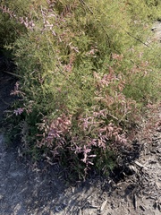 Tamarix chinensis