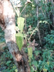 Malvastrum americanum